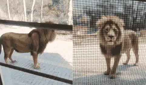 ऋषिकेश में बब्बर शेर